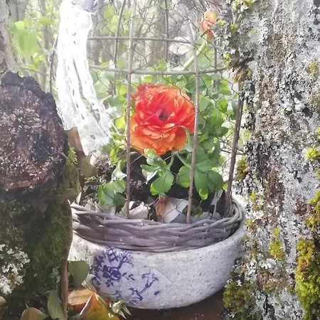 Gite Sous Les Sedums, Maison De Campagne Sous Son Toit Vegetal Dans Les Vosges *